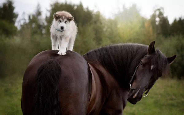 A HD desktop wallpaper featuring a Siberian Husky puppy perched on the back of a large horse in a serene, green outdoor setting.