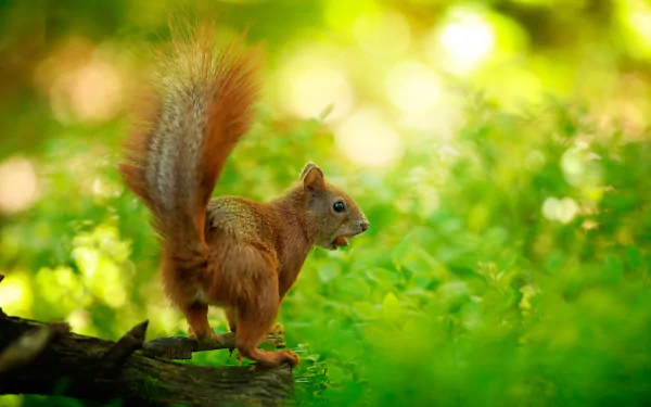 eating rodent Animal squirrel HD Desktop Wallpaper | Background Image