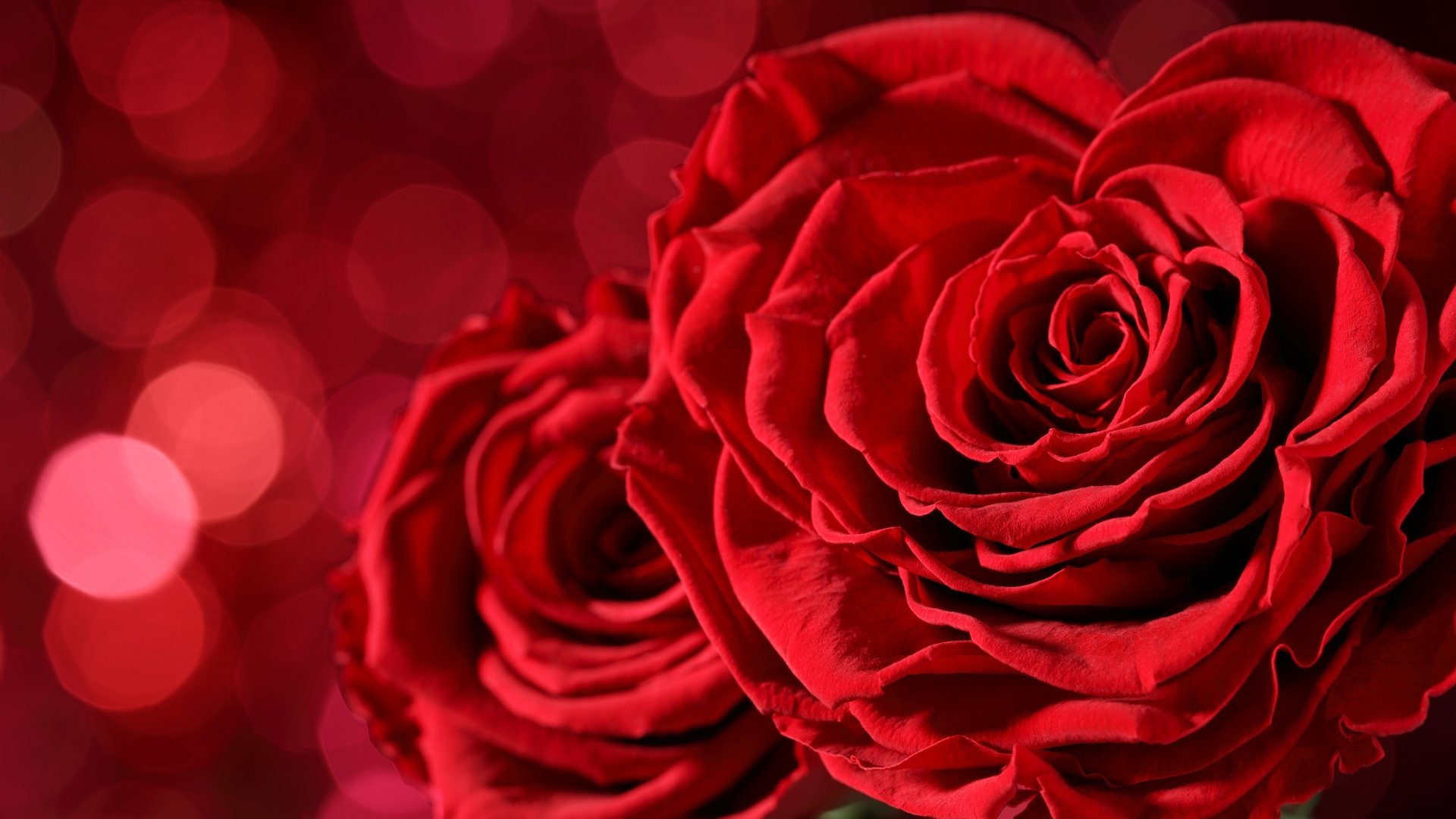 Download Macro Red Flower Red Rose Flower Bokeh Nature Rose 4k Ultra HD ...