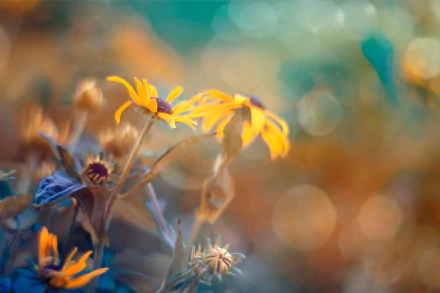 bokeh yellow flower nature Coneflower HD Desktop Wallpaper | Background Image