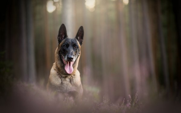 Animal Belgian Malinois Dogs Dog Depth Of Field HD Wallpaper | Background Image