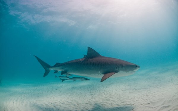 Animal Shark Sharks Underwater Fish Sunbeam HD Wallpaper | Background Image