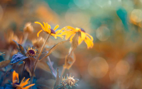 bokeh yellow flower nature Coneflower HD Desktop Wallpaper | Background Image