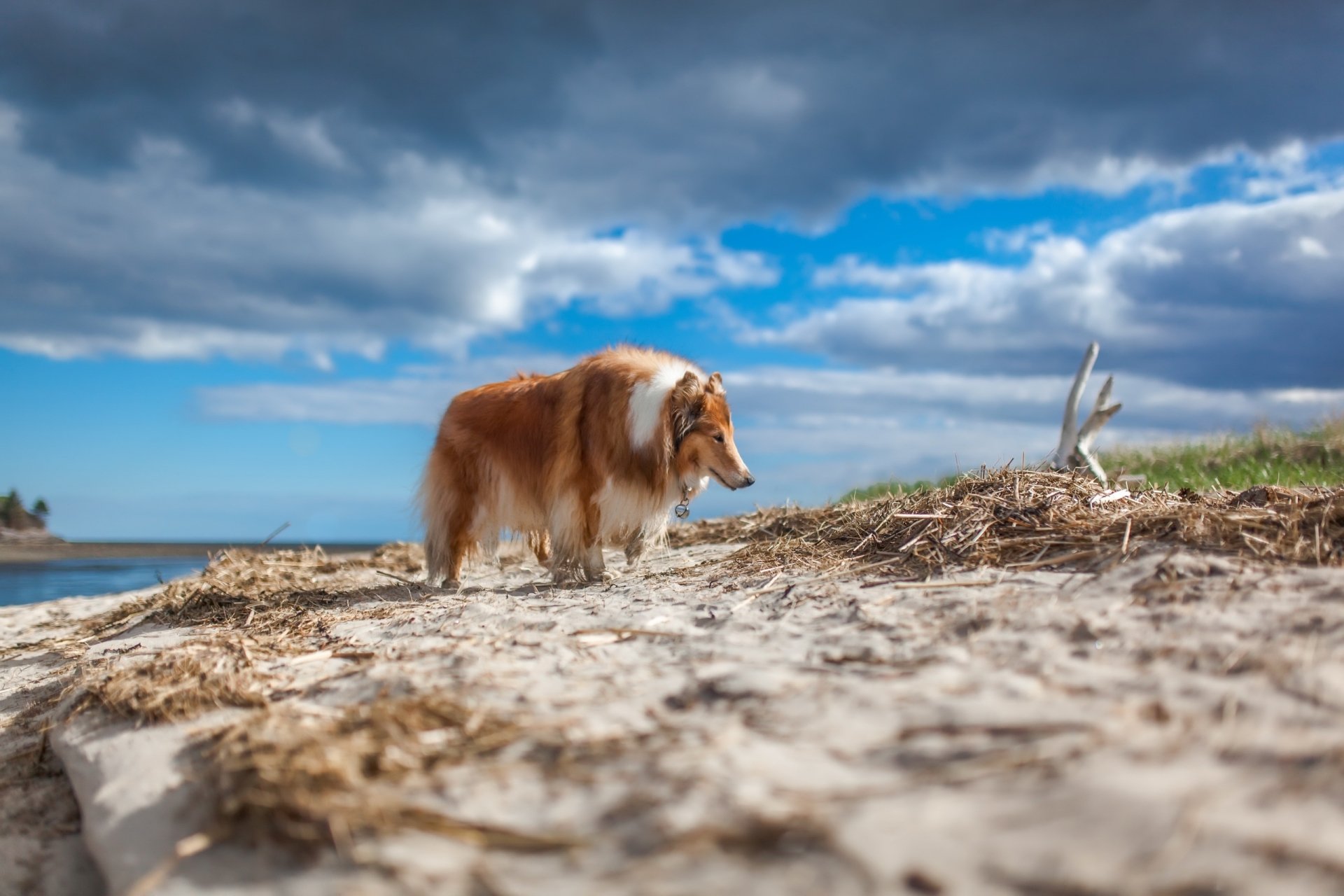2K Quad HD PC desktop wallpaper of a rough collie dog (animal) walking along a windswept sandy shore beneath a dramatic cloudy blue sky