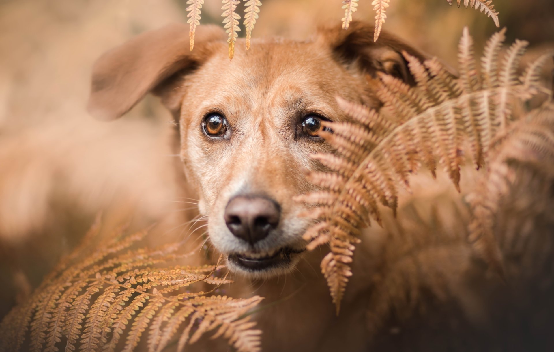 Download Muzzle Fern Animal Dog 4k Ultra HD Wallpaper