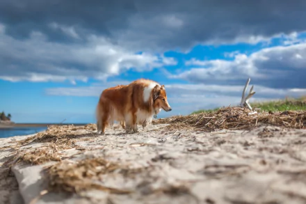 2K Quad HD PC desktop wallpaper of a rough collie dog (animal) walking along a windswept sandy shore beneath a dramatic cloudy blue sky