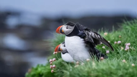 depth of field bird Animal puffin HD Desktop Wallpaper | Background Image