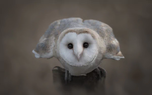 Close-up 4K Ultra HD image of a barn owl staring directly ahead, showcasing its distinct heart-shaped face and detailed feathers against a blurred background.