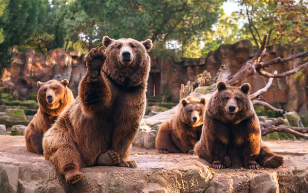 Four bears are sitting on rocks in a zoo enclosure, with one bear raising its paw. The image features a shallow depth of field, showcasing the bears clearly against a blurred natural background.