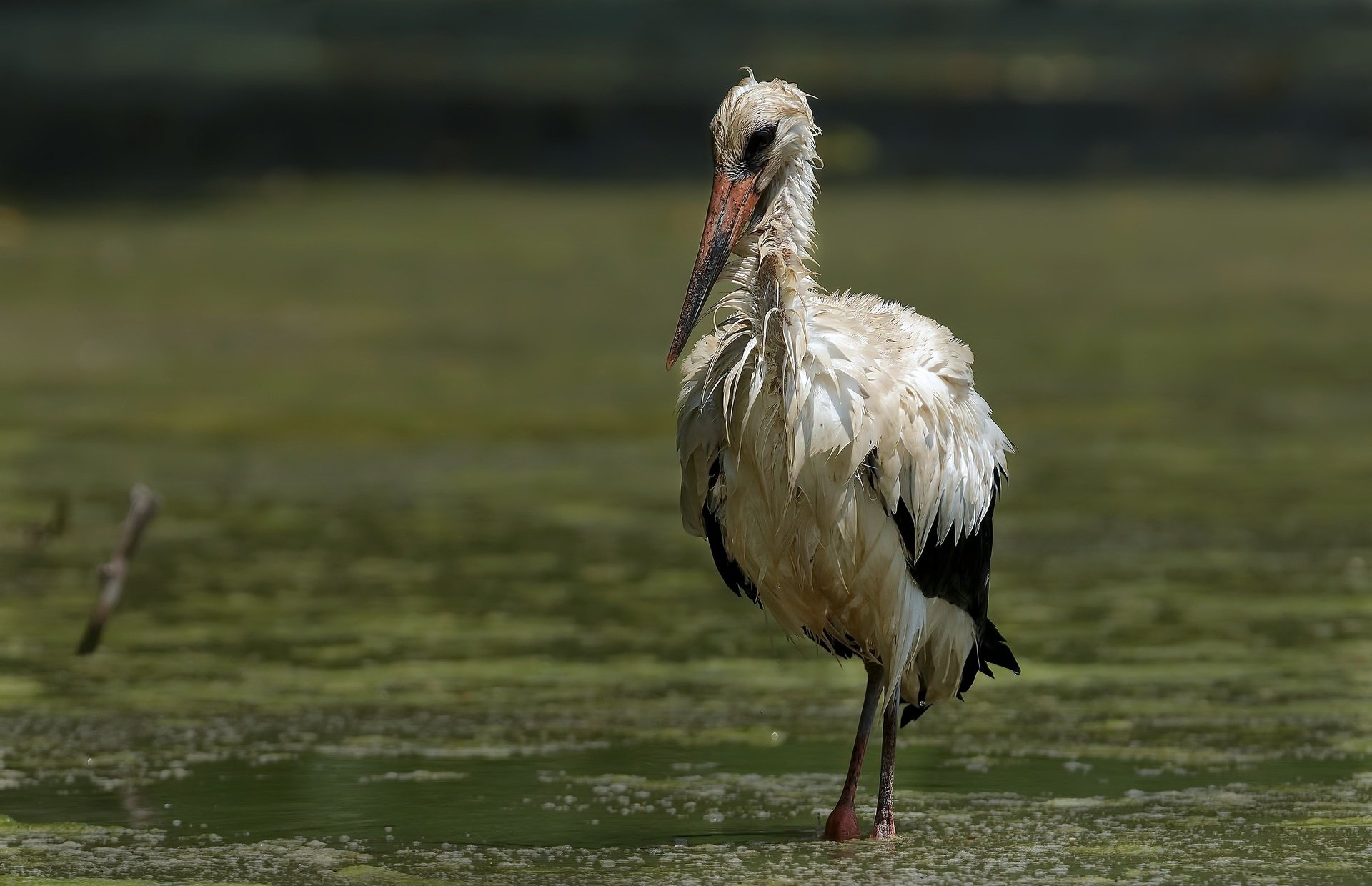 Download Bird Animal White Stork HD Wallpaper