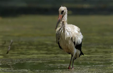 bird Animal White stork HD Desktop Wallpaper | Background Image