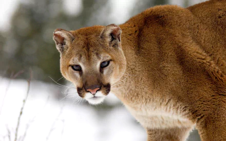 HD desktop wallpaper featuring a close-up of a cougar's face in a winter setting with snow-covered ground and blurred forest background.