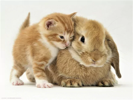  Kitten and Rabbit