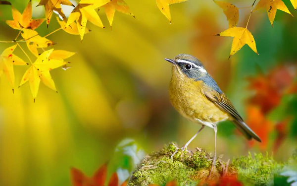  White-browed bush robin