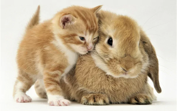  Kitten and Rabbit