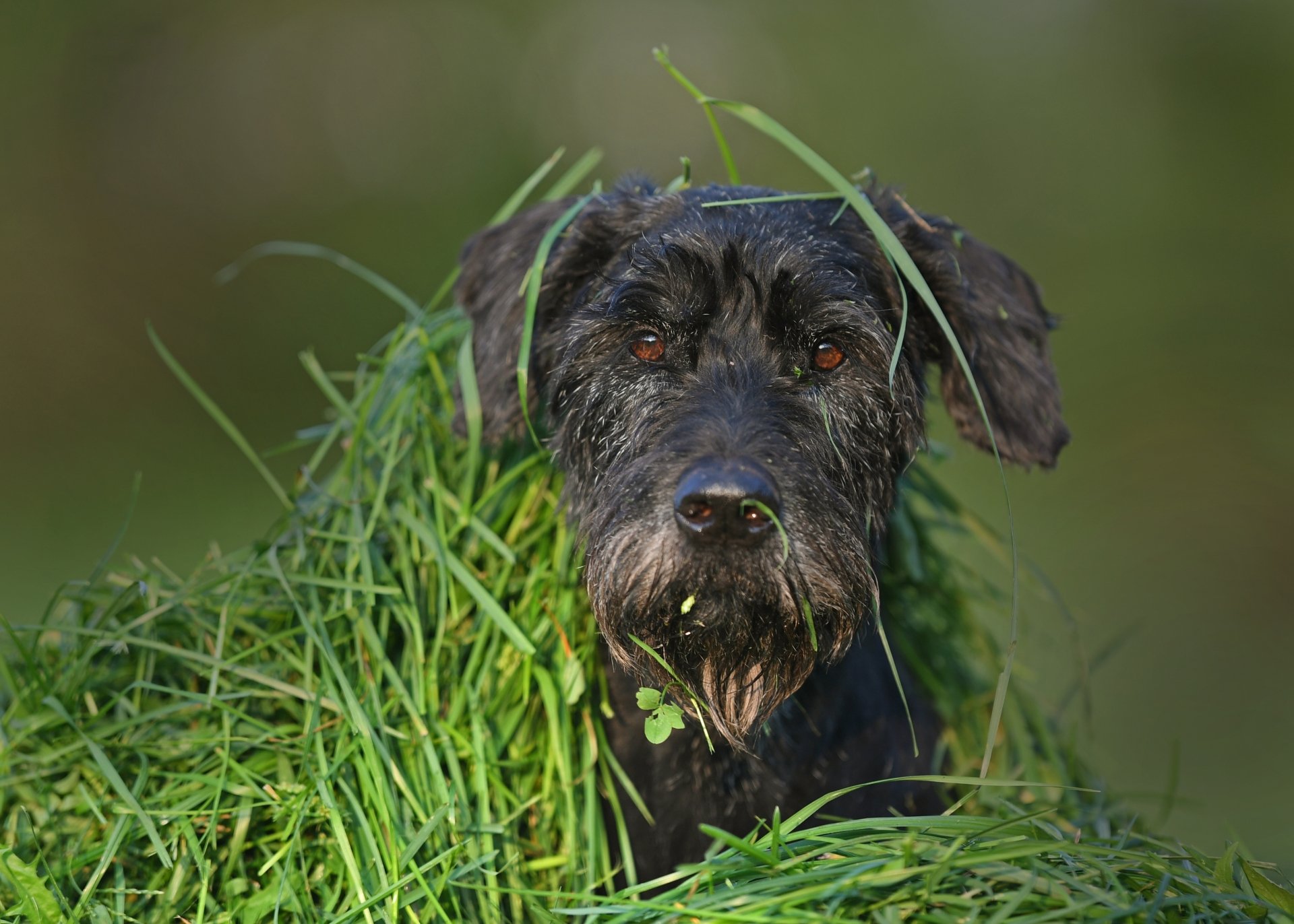 Download Close-up Stare Muzzle Grass Dog Animal Schnauzer 4k Ultra HD 