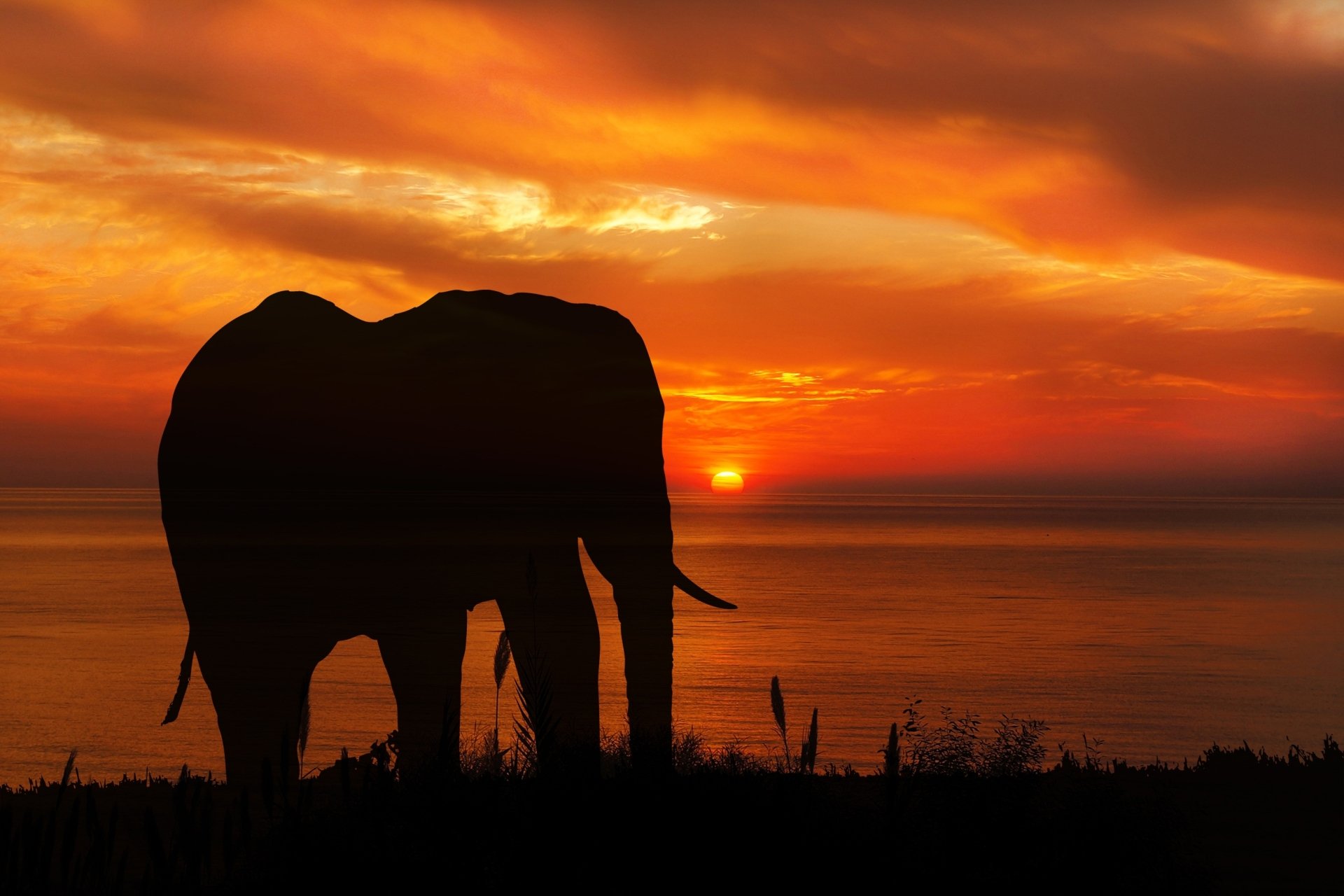 Silhouette of an African bush elephant against a vibrant orange sunset, captured in HD as a PC desktop wallpaper and background.