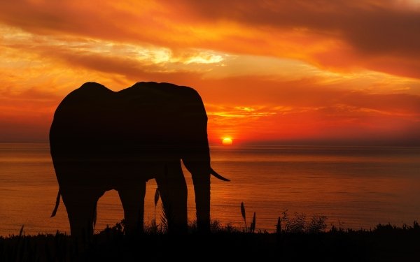 Animal African bush elephant Elephants Silhouette Sunset HD Wallpaper | Background Image