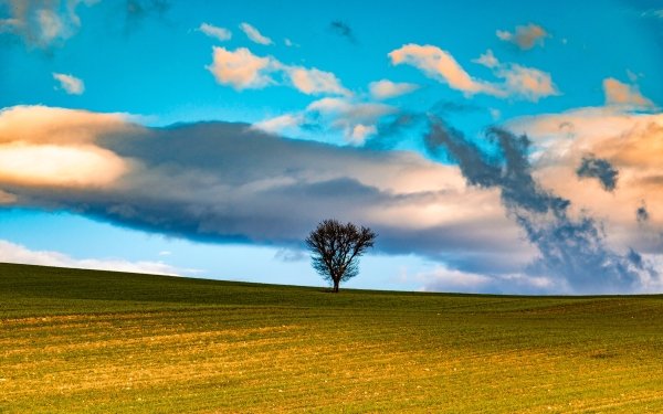 Earth Tree Trees Nature Field Sky Cloud Lonely Tree HD Wallpaper | Background Image