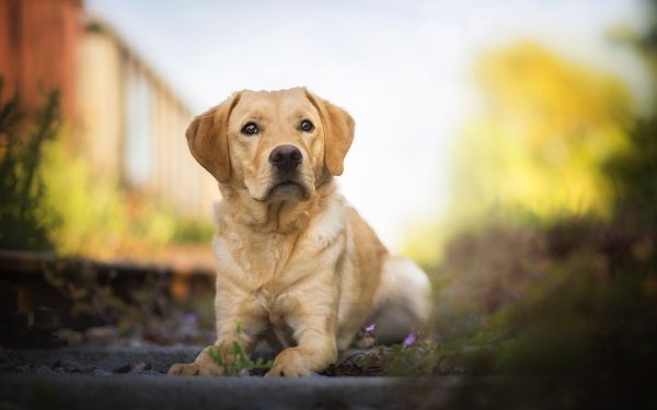 Animal Labrador Retriever Dogs Dog Depth Of Field HD Wallpaper | Background Image