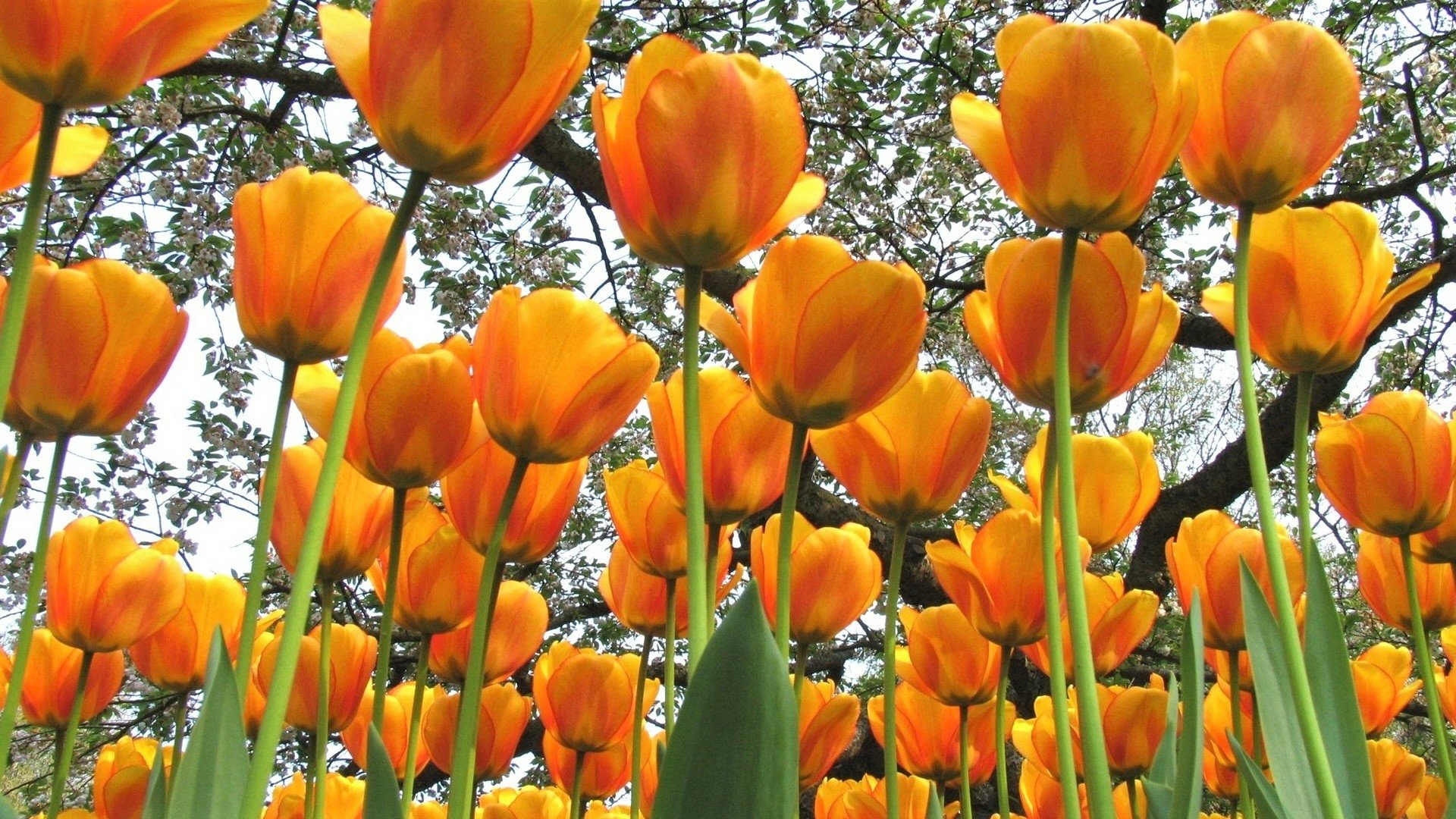 Yellow Tulips