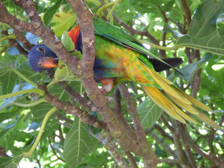 A vibrant rainbow lorikeet perched among lush green leaves, showcasing its stunning colors and playful demeanor. An engaging 4K Ultra HD wallpaper for nature lovers.