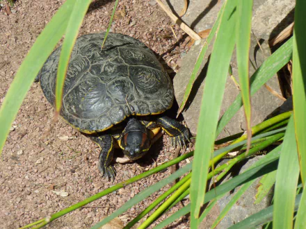 Animal turtle HD Desktop Wallpaper | Background Image