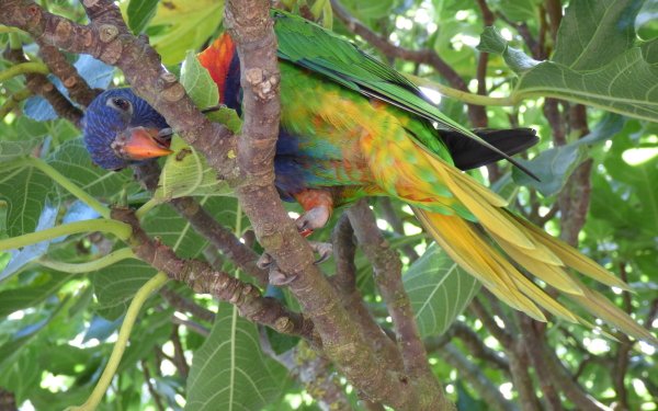 Animal Rainbow Lorikeet Birds Parrots HD Wallpaper | Background Image