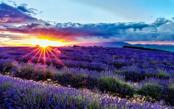 Nature Lavender Flowers Flower Purple Flower Sunrise Sky Cloud Field Sunbeam HD Wallpaper | Background Image