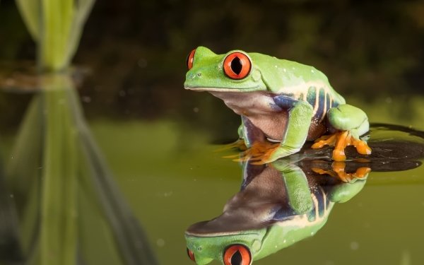 Animal Red Eyed Tree Frog Frogs Frog Reflection Amphibian Tree Frog HD Wallpaper | Background Image