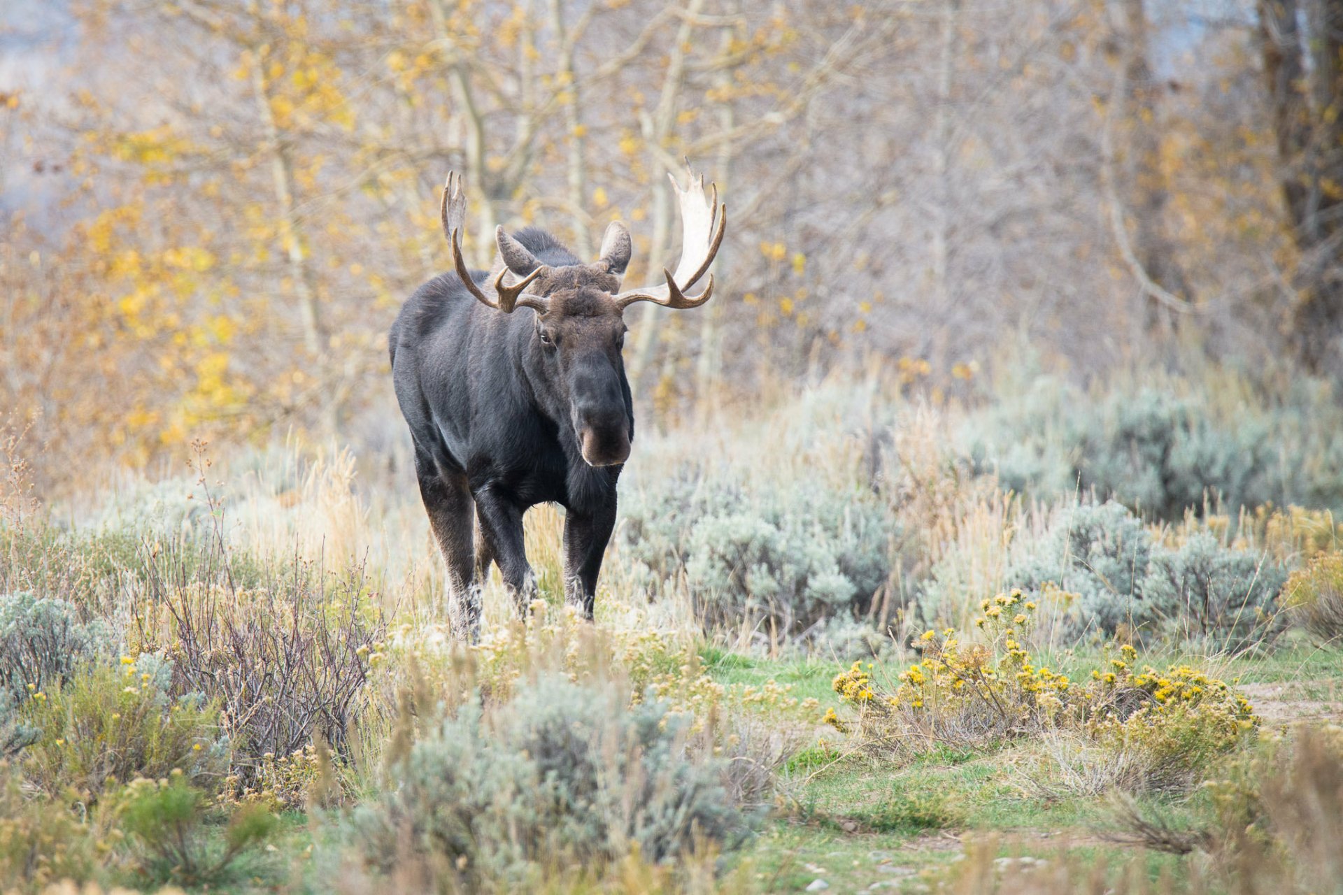 HD PC desktop wallpaper featuring a majestic moose standing in a serene autumn landscape with muted foliage and soft natural light.