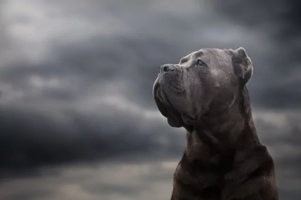 muzzle dog Animal Cane Corso HD Desktop Wallpaper | Background Image
