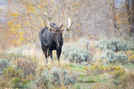HD PC desktop wallpaper featuring a majestic moose standing in a serene autumn landscape with muted foliage and soft natural light.
