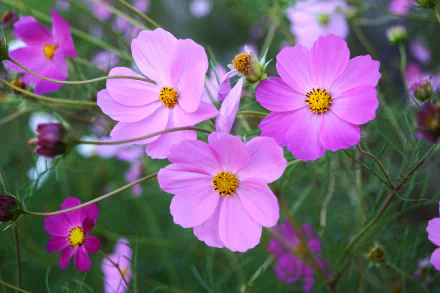 HD PC desktop wallpaper: close-up of vibrant purple Cosmos flowers with yellow centers against green foliage, nature-themed floral background.
