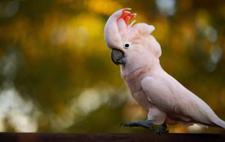 A vibrant salmon-crested cockatoo perched against a blurred bokeh background, captured in high definition for a PC desktop wallpaper.