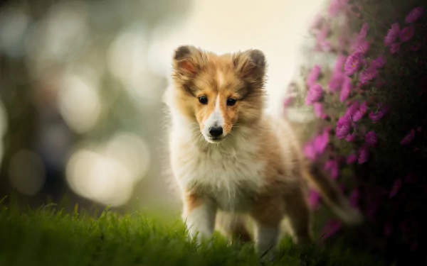 HD PC desktop wallpaper: Shetland Sheepdog puppy (baby animal) on grass beside purple flowers, with soft bokeh and shallow depth of field.