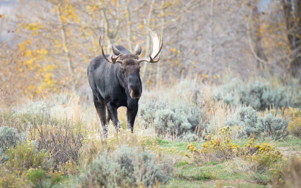 HD PC desktop wallpaper featuring a majestic moose standing in a serene autumn landscape with muted foliage and soft natural light.