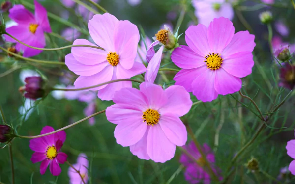 HD PC desktop wallpaper: close-up of vibrant purple Cosmos flowers with yellow centers against green foliage, nature-themed floral background.