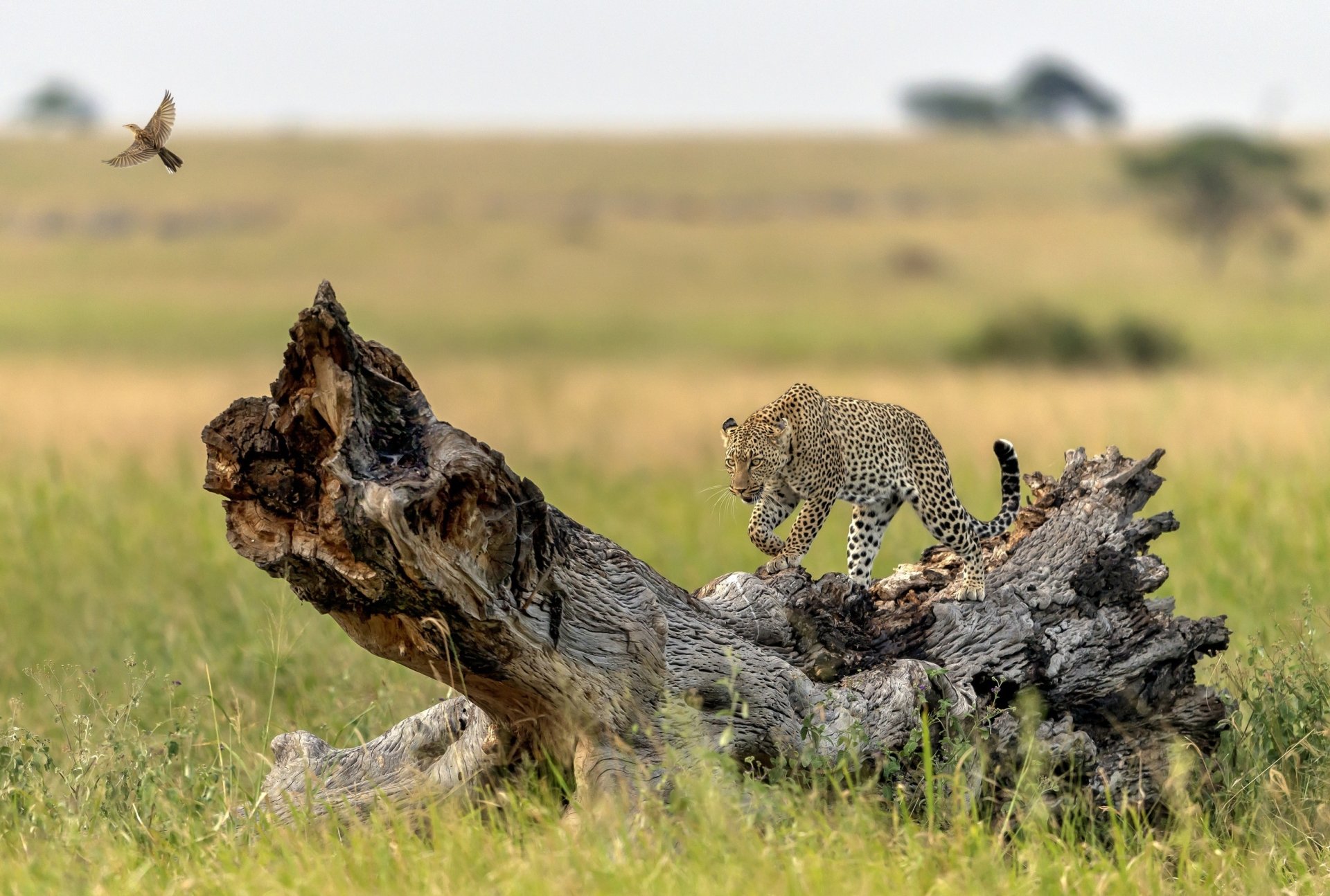 HD desktop wallpaper capturing a young leopard walking on a fallen tree trunk in a grassy landscape, with shallow depth of field emphasizing the animal against a blurred background.