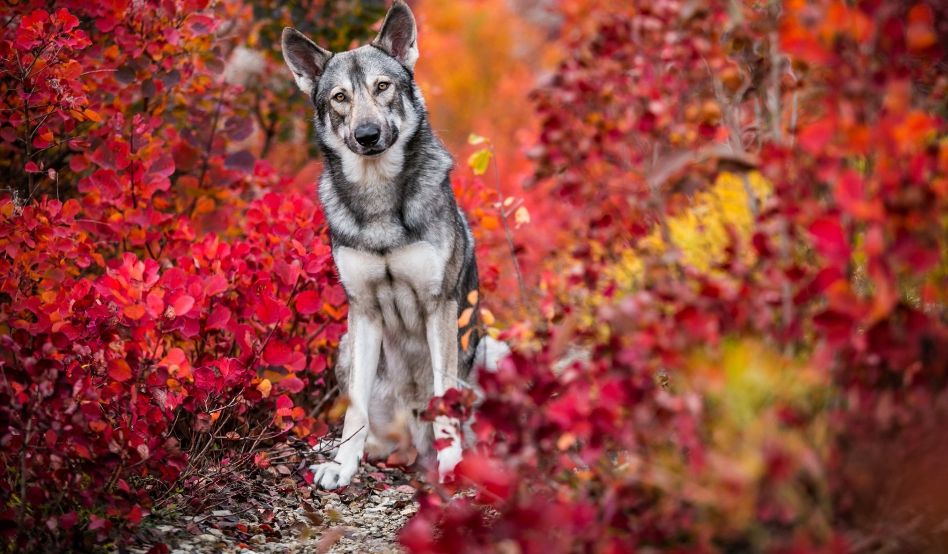 HD desktop wallpaper of a wolfdog sitting amidst vibrant red and orange fall leaves, blending animal beauty with the rich colors of autumn foliage.