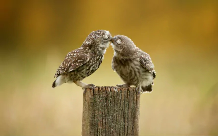 Two burrowing owls share a tender moment perched on a weathered wooden post against a soft, blurred background in this HD desktop wallpaper.