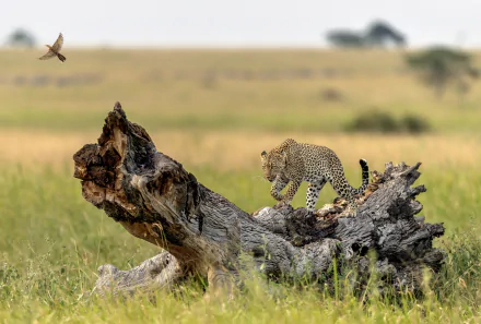 depth of field Animal leopard HD Desktop Wallpaper | Background Image