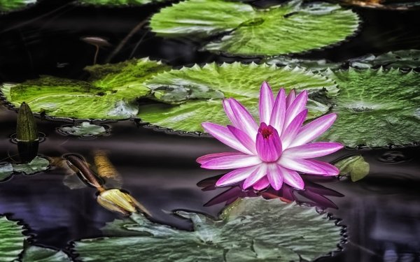 Earth Lotus Flowers Nature Flower Pink Flower Water HD Wallpaper | Background Image
