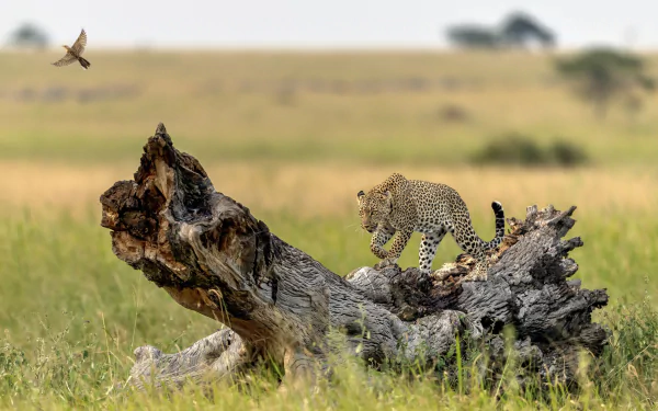 depth of field Animal leopard HD Desktop Wallpaper | Background Image