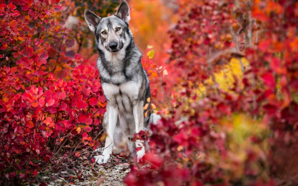 HD desktop wallpaper of a wolfdog sitting amidst vibrant red and orange fall leaves, blending animal beauty with the rich colors of autumn foliage.