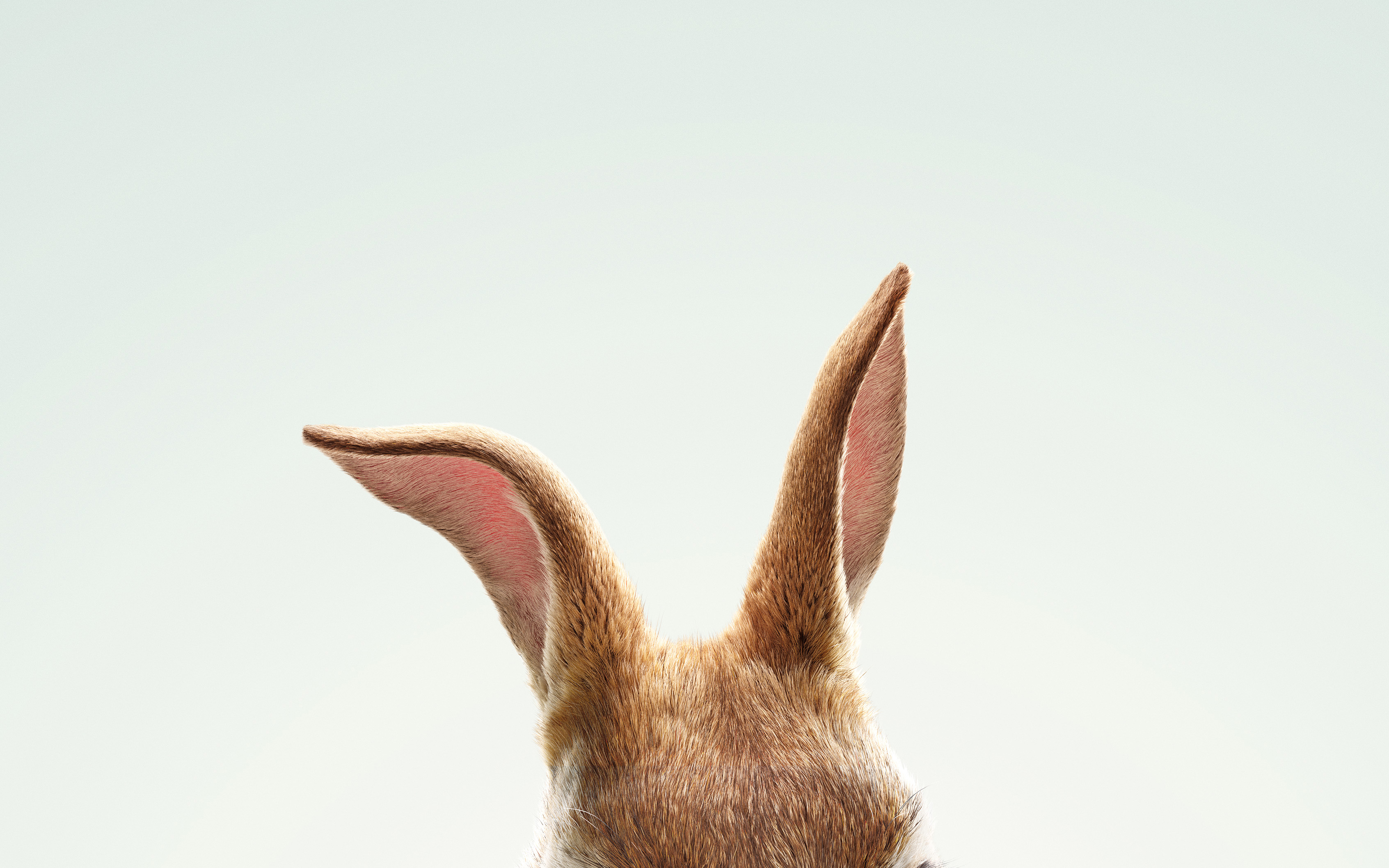 Movie Peter Rabbit HD Wallpaper | Background Image