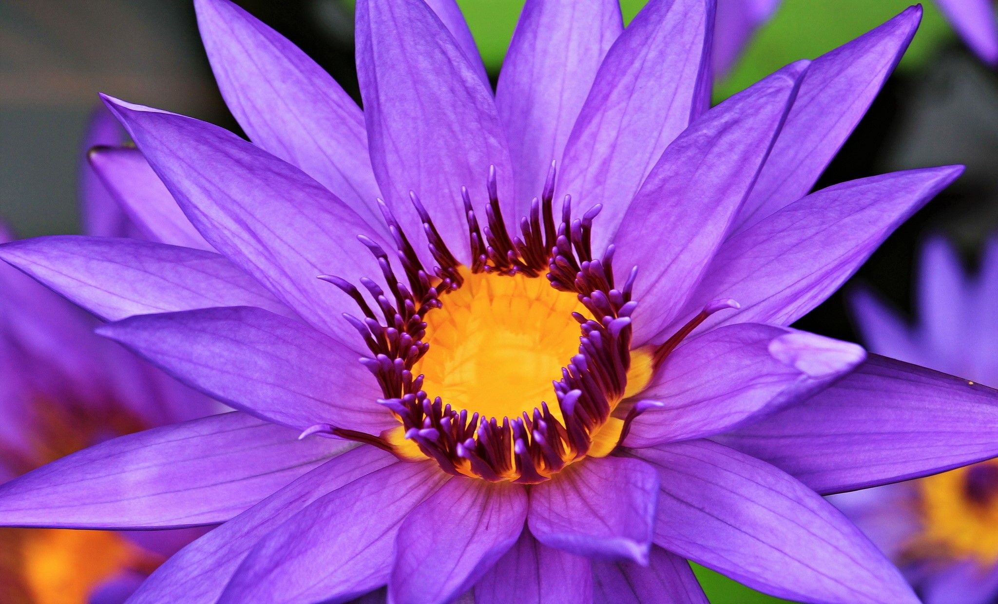 Download Purple Flower Flower Nature Water Lily HD Wallpaper by pixel2013