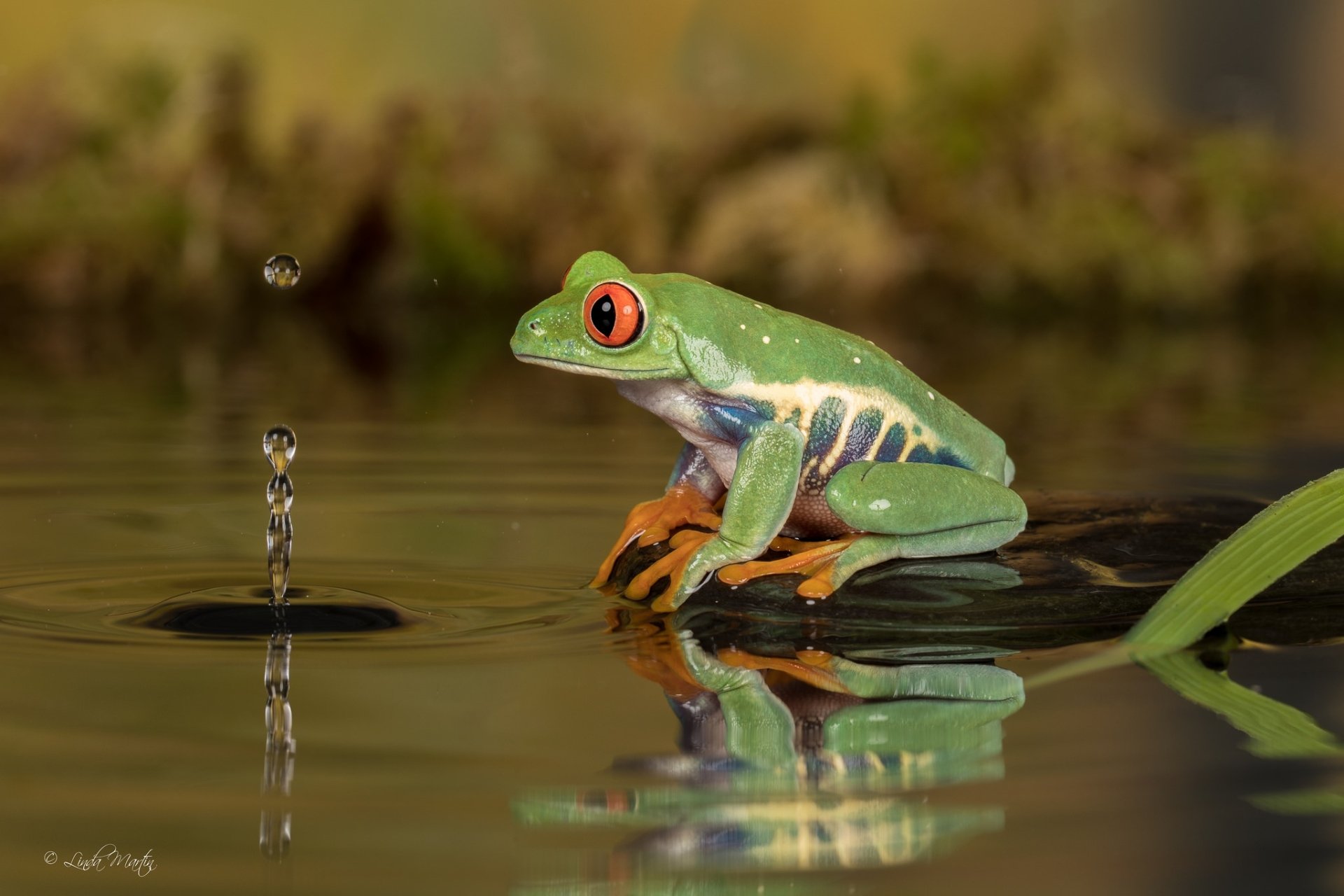 Download Water Reflection Amphibian Frog Red Eyed Tree Frog Animal Red   Thumb 1920 877212 