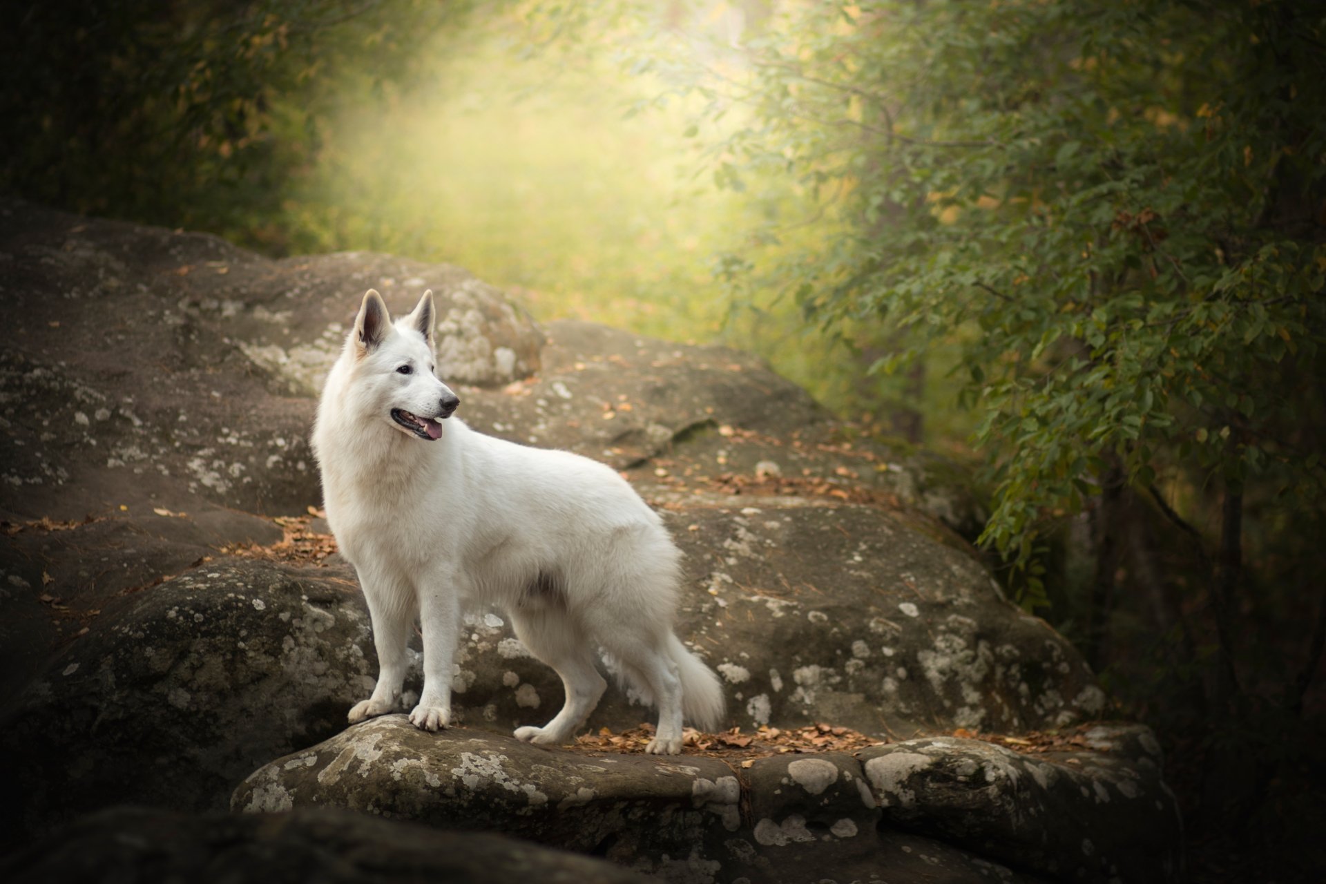 A White Shepherd dog stands alert on rocky terrain surrounded by greenery, captured in stunning 4K Ultra HD quality for a PC desktop wallpaper.