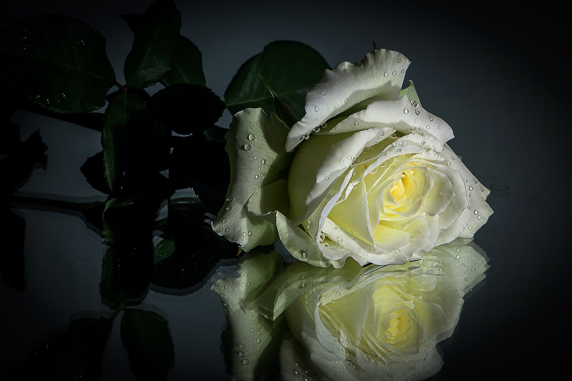 Download Reflection White Flower Flower Nature Rose HD Wallpaper ...